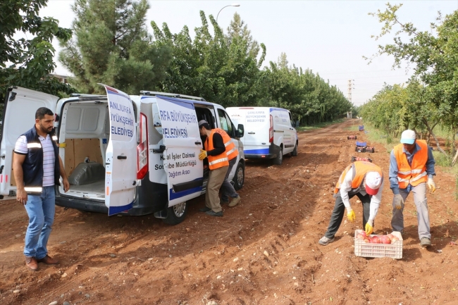 Şanlıurfa'da ihtiyaç sahiplerine belediye bahçesinden meyve